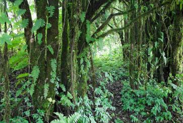 Forest in Thailand