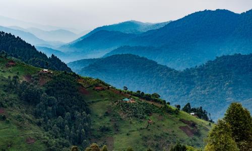 image depicting forestry in uganda
