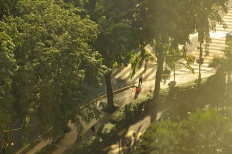 trees on Indonesia street corner