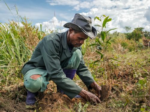 Person planting seedling