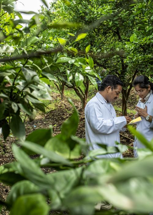 Two scientists examine forest health in Indian cropland