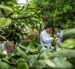 Two scientists examine forest health in Indian cropland