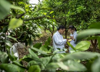 Two scientists examine forest health in Indian cropland
