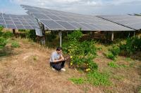 A man bends down near an orange tree in front of solar photovoltaic panels.