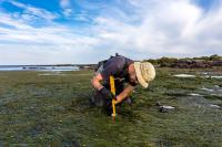 A scientist takes a soil sample to measure carbon sequestration in a seagrass bed.