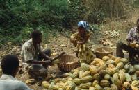Farmers in Ghana prepare cacao for processing