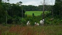 Cattle in Colombia.