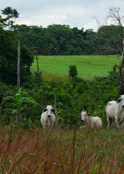 Cattle in Colombia.