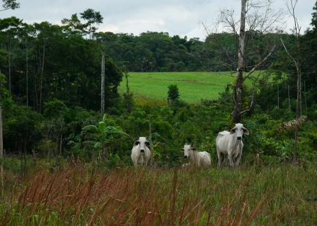 Cattle in Colombia.
