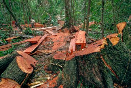 Clearcut trees.