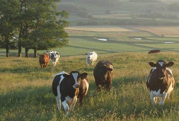 Six cows grazing in an open field. 