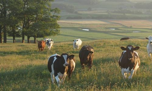 Six cows grazing in an open field. 