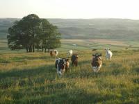 A herd of cows grazing on scenic pasture.