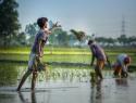 Cultivating crops in a flooded field.