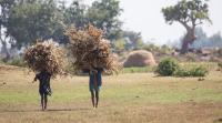 Amhara farmers carrying corn crop near Lake Tana Biosphere Reserve.