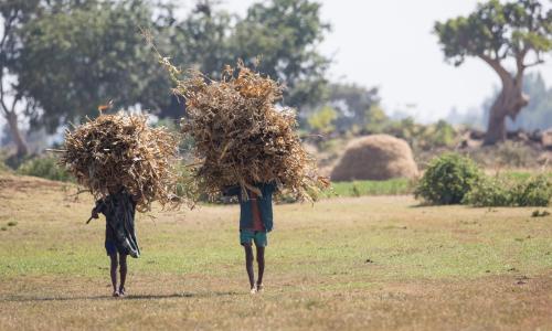 Amhara farmers carrying corn crop near Lake Tana Biosphere Reserve.