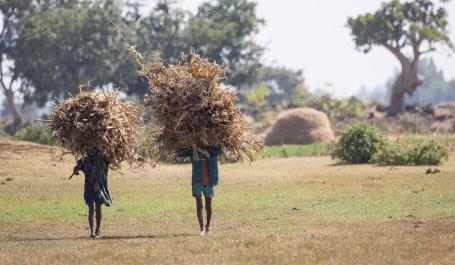 Amhara farmers carrying corn crop near Lake Tana Biosphere Reserve.