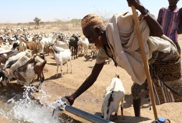 Man with goats collecting water.
