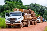 Trucks carry timber from the Amazon Rainforest in Brazil.