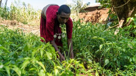Farmer tending to crops.