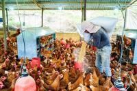 A farmer pours out feed for a large flock of chickens in a coop.