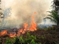 forest fires palangkaraya central kalimantan indonesia.jpg