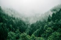 Forest.