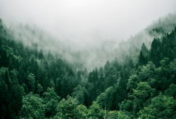 Forest.
