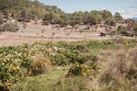 Dry pasture in Oaxaca, Mexico