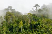 GFR Malaysia Kalimantan border tropical forest homepage 0.jpg