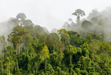 GFR Malaysia Kalimantan border tropical forest homepage 0.jpg