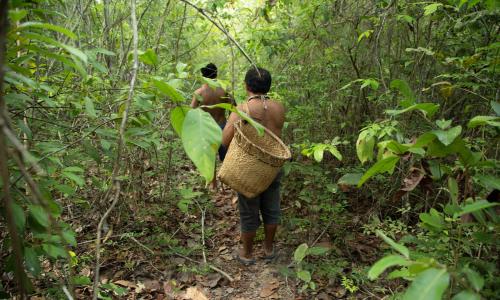 indigenous people in forest