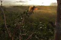 Bird flying in rainforest.