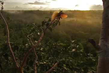 Bird flying in rainforest.