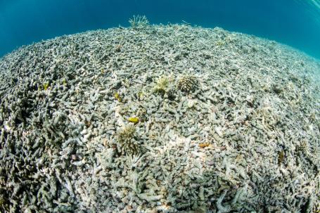 A large bleached coral reef in Indonesia.