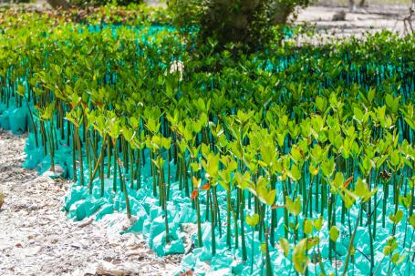 Rows of young mangroves.