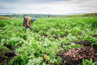 A woman harvests sweet potatoes