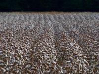 A field of cotton