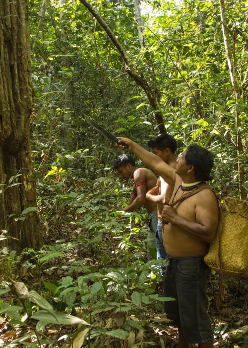 Indigenous peoples surveying a forested landscape