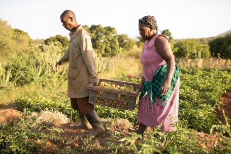 Tomato farmers in Makueni County, Kenya
