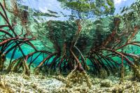 Underwater shot of a mangrove root system in clear tropical waters.