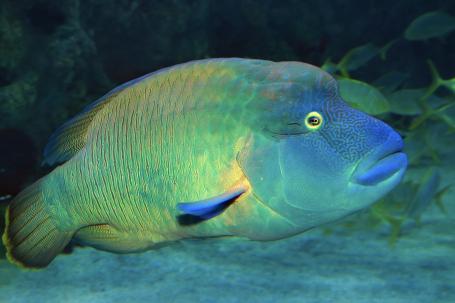 Napoleon Wrasse.