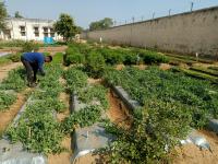 Man gardening in plot.