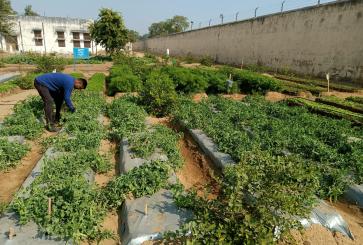 Man gardening in plot.