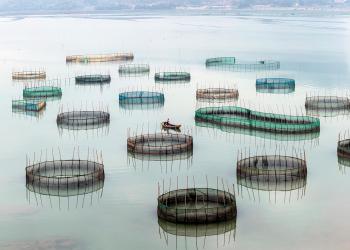 ocean-fish-farming