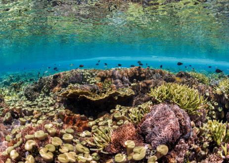 Bottom of the ocean floor.