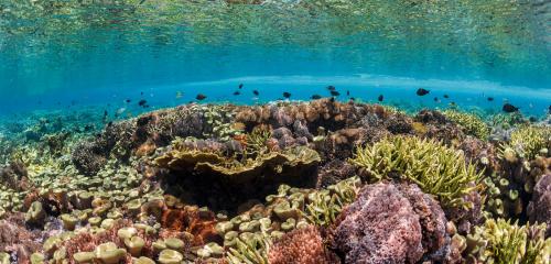 Bottom of the ocean floor.
