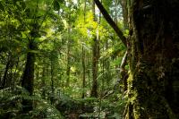 A view of the forest in Central Kalimantan.