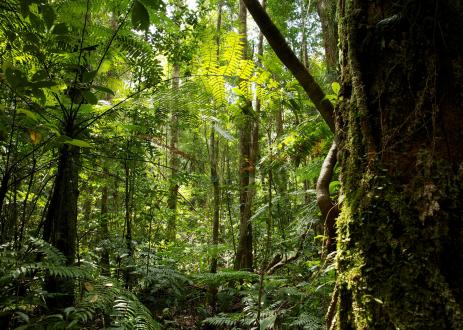A view of the forest in Central Kalimantan.