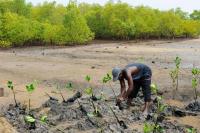 Man replanting mangroves for coastal protection